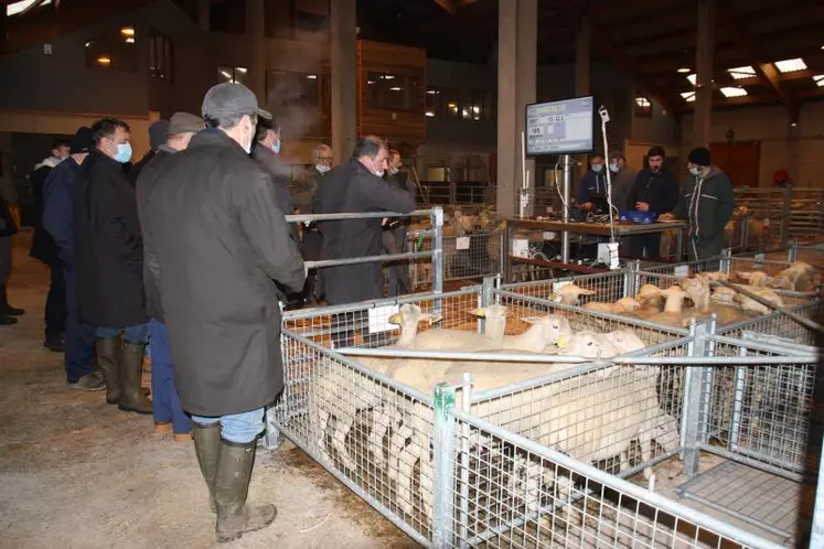 En Haute-Loire on recense près de 111 500 ovins pour 1020 éleveurs enregistrés, ce qui place le département au deuxième rang national.