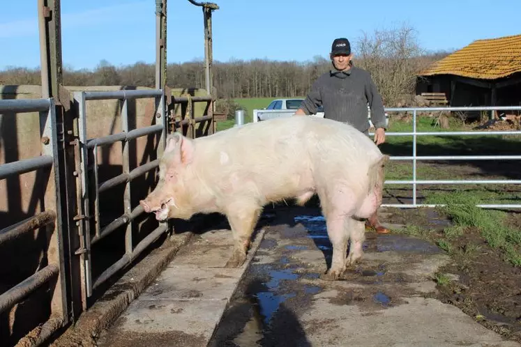 « Junior », porc de race Large White, sera présenté par Alain Petiot au Salon de l'Agriculture.