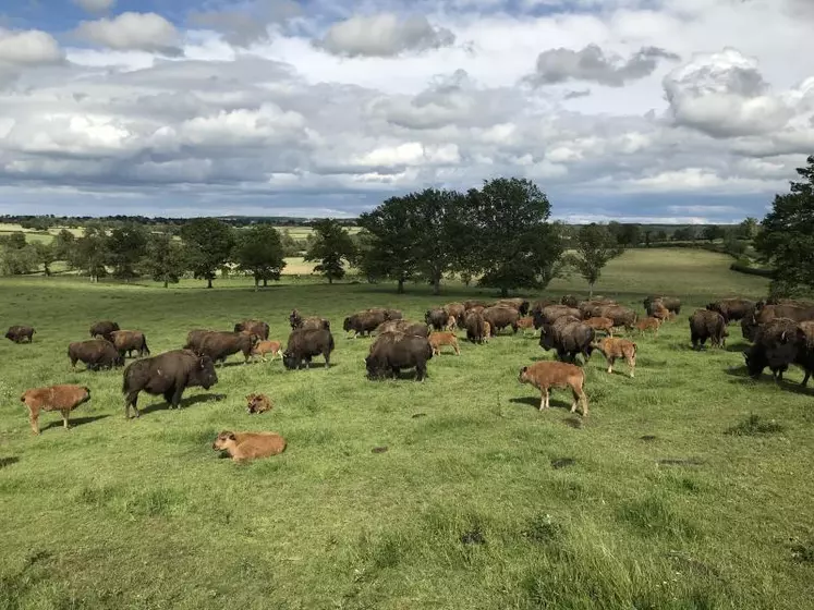 L'exploitation compte environ 350 bisons.