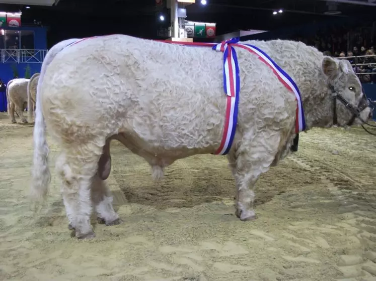 « Gentleman », prix de championnat en 2014 et rappel en 2015 à Paris. Un animal né et élevé au Coudray.