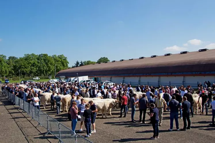 Une première présentation des veaux a lieu en extérieur où chaque éleveur peut venir examiner par lui-même et au plus près les animaux qui seront mis aux enchères sur le ring en intérieur.