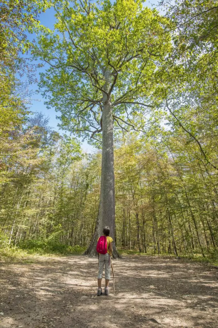 Chêne remarquable en forêt de Tronçais