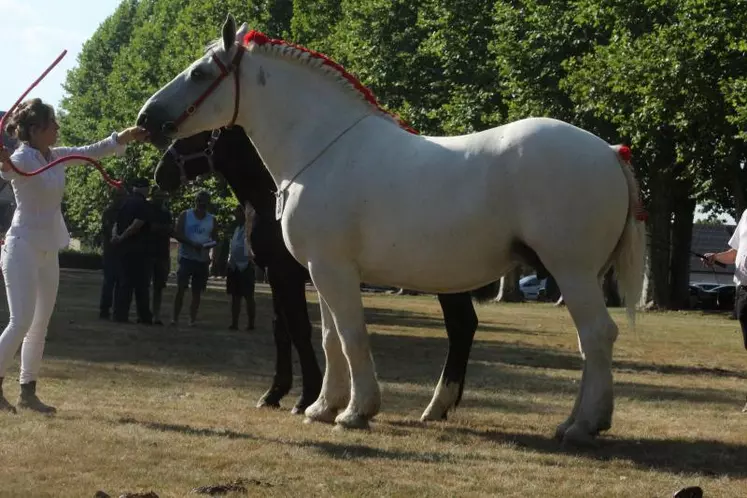 Altesse de Gee, prix de championnat, appartenant à Charline Dumas.