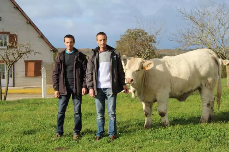 Laurent et Thierry Clame aux côtés d’une des bêtes qui seront présentées lors du prochain concours de Moulins.