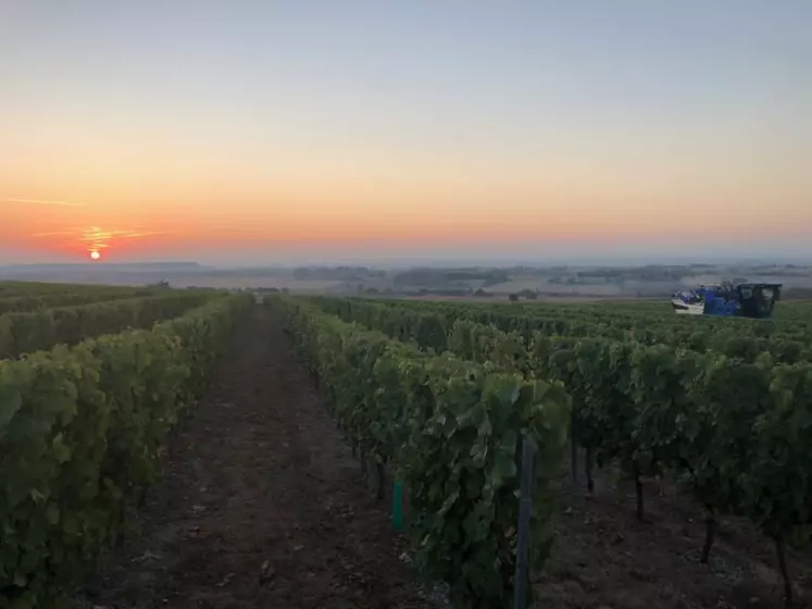 L’horizon est ensoleillé pour les viticulteurs de Saint-Pourçain. Après une année 2017 difficile, 2018 s’annonce très bonne.