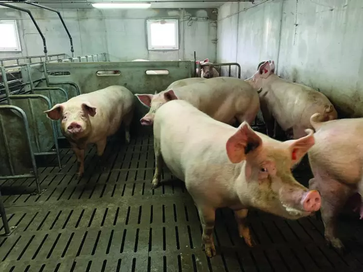 La production porcine conserve une bonne dynamique dans la région.