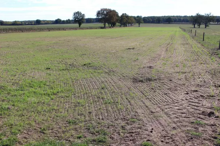 Les prairies resemées à l'été ont eu beaucoup de mal à sortir, inquiétant sérieusement les éleveurs, même les plus organisés.