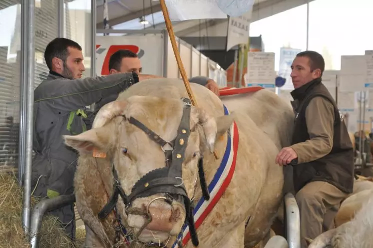 La charolaise de retour en concours national au Sommet, c’est la promesse selon Benoït Delaloy, responsable de l’international au Sommet, d’« aimanter », le public étranger.