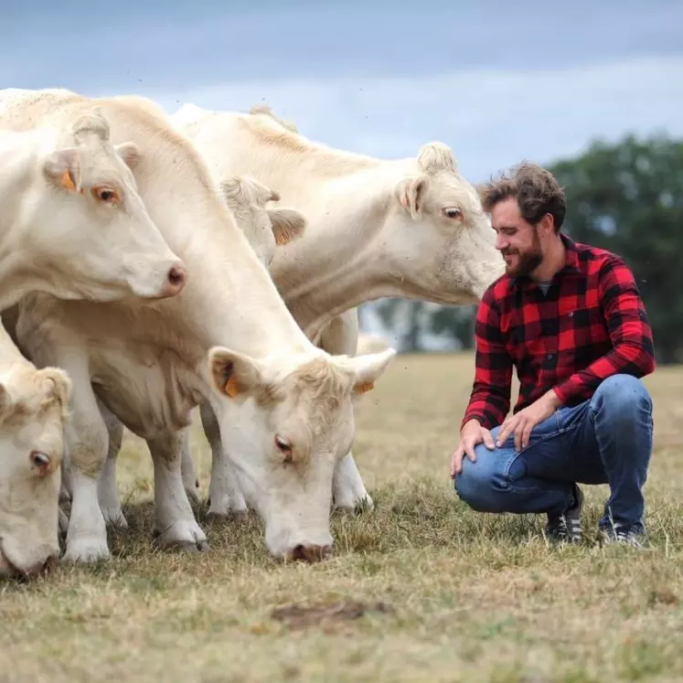 Gauthier Hamot aux côtés de ses vaches de race charolaise au sein d’une parcelle conduite en pâturage tournant.