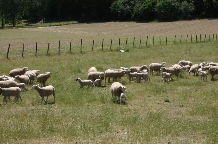 Limovin devient la 12e section territoriale du groupe coopératif Sicarev.