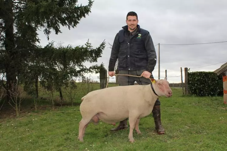 Julien Boutonnat, aux côtés du bélier en copropriété, qu’il présentera au concours charollais jeudi matin au Salon International de l’Agriculture