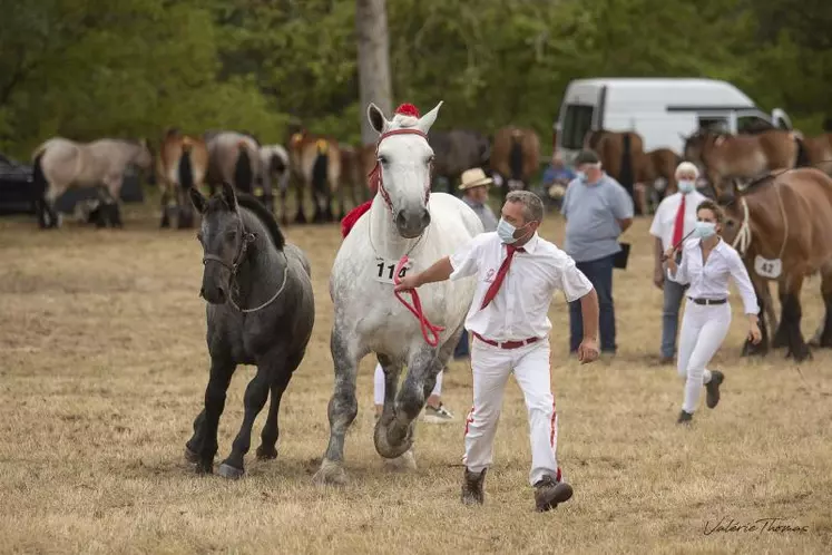 Les chevaux finalistes du concours bourbonnais pourront concourir lors prochain Sommet de l’Élevage à Cournon-d’Auvergne en octobre.