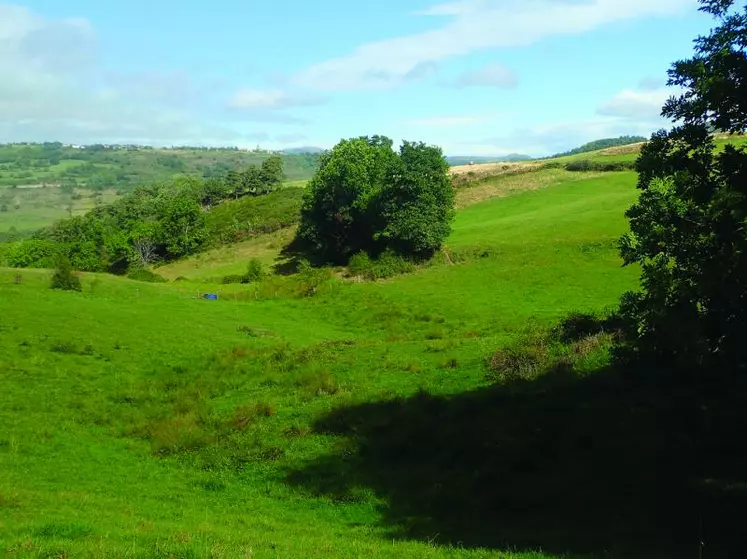 Un fond de prairie humide.