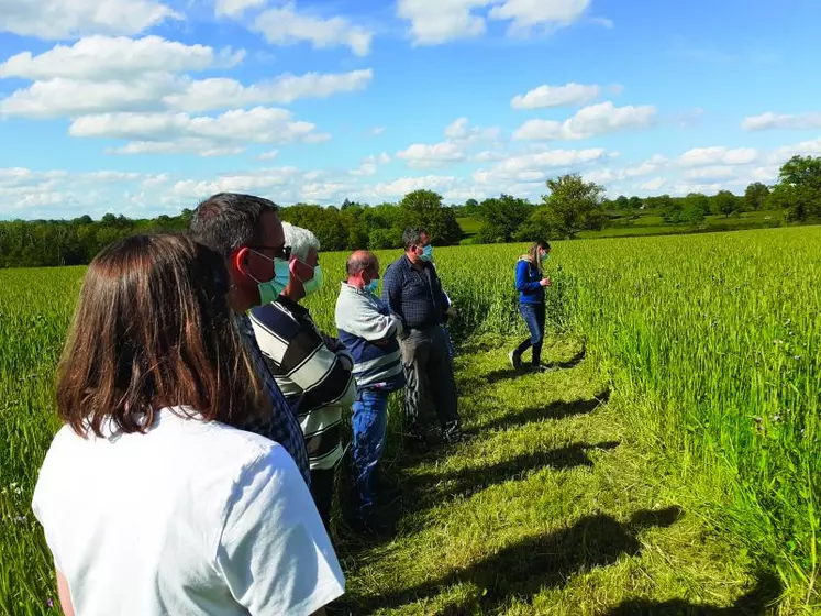 Présentation de la technique de semis des prairies sous couvert de méteil.