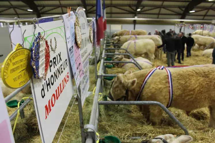 Les grands gagnants de Moulins affichent un phénotype irréprochable.