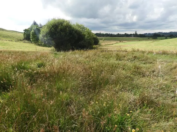 L’exploitation des prairies humides demande une adaptation au cas par cas suivant l’année.