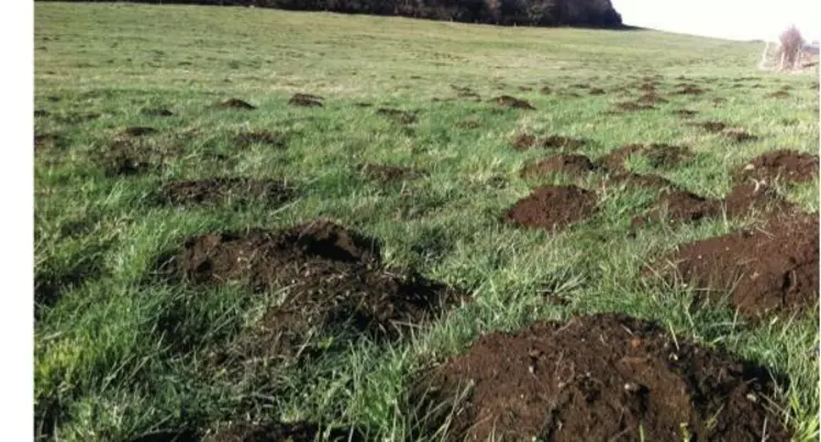 Les travaux engagés visent d’une part à augmenter l’efficacité de la bromadiolone tout en réduisant sa rémanence.