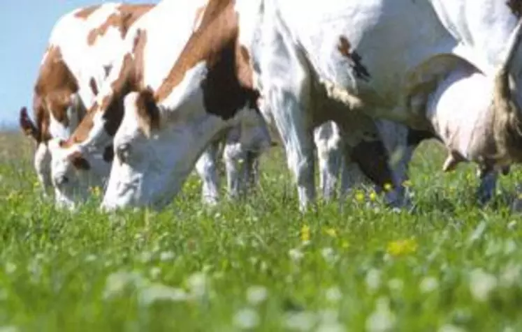 Au 1er janvier 2015, 100% des vaches des producteurs devront être nées et élevées sur la zone pour bénéficier de l'Appellation.