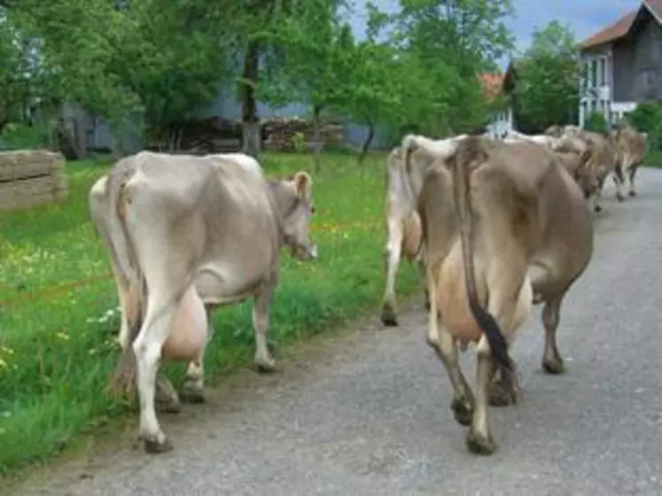 Les meilleurs élevages produisent jusqu’à 10 000 litres de lait par vache et par an et le lait de Brune contribue grandement à la renommée des fromages AOC de Bourgogne.