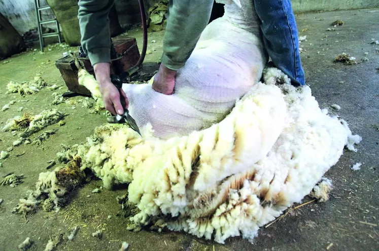 La laine est une charge pour les élevages ovins contraints de pratiquer la tonte sans valorisation de la fibre. 