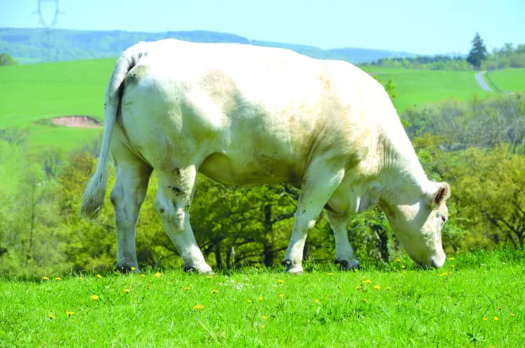 En charolais des systèmes naisseurs en contexte herbager avec finition de femelles à l’herbe.