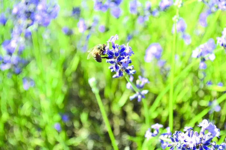 Cet été, les abeilles puydômoises ont eu suffisamment de nectar pour reconstituer leurs stocks hivernaux. 
