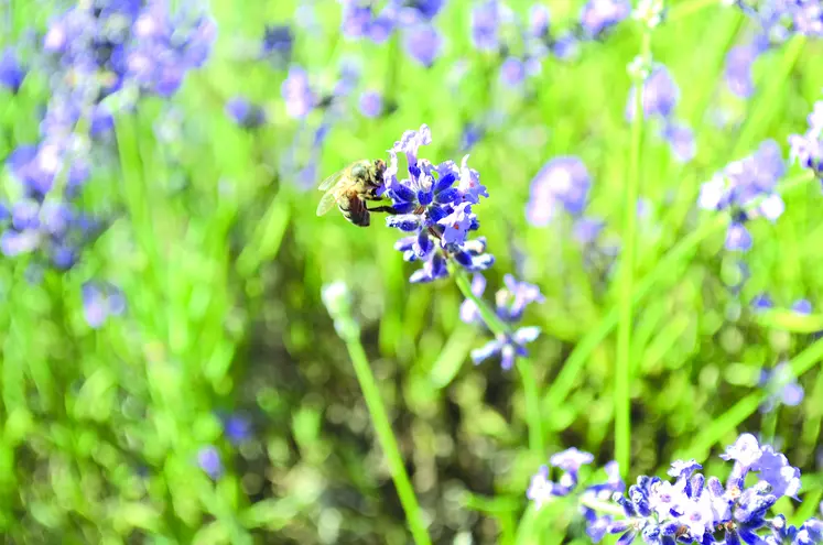 Cet été, les abeilles puydômoises ont eu suffisamment de nectar pour reconstituer leurs stocks hivernaux.