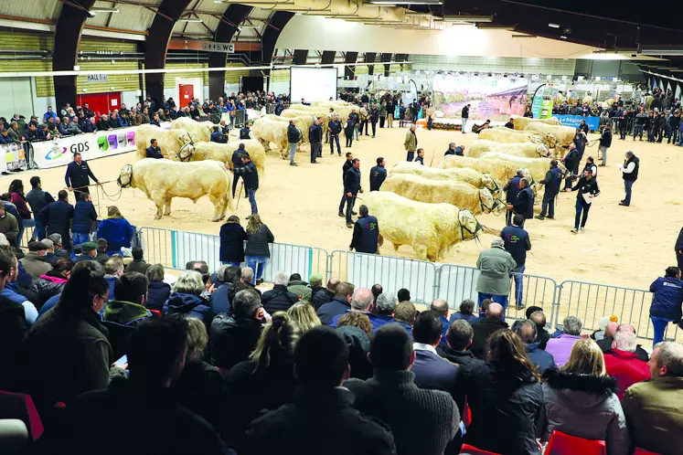 Ambiance lors de la finale nationale des concours de la race charolaise lors de l’édition 2021. 