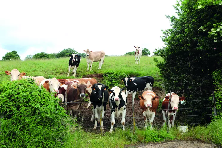 Les producteurs de lait attendent des revalorisations importantes du prix du lait.