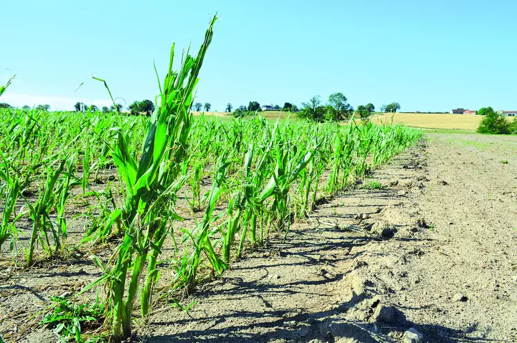 L'État gèrera directement le versement de l'indemnisation publique pour pertes catastrophiques aux agriculteurs n'ayant pas assuré leurs cultures.
