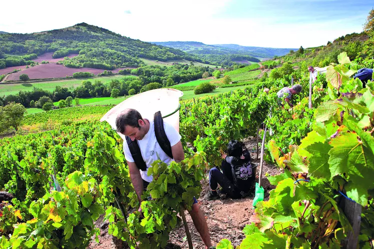 L'Auvergne est le 1er vignoble de France, avec ses 400 ha de vignes plantées au pied de la Chaîne des puys.