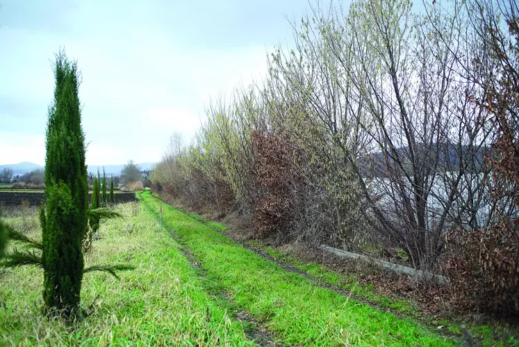 Dans le Puy-de-Dôme, 30 km de haie seront plantés d'ici 2024 dans le cadre de "Plantons des haies".