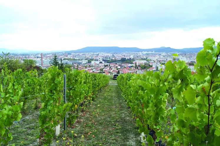 La cartographie du vignoble devrait permettre de préserver et de développer les surfaces