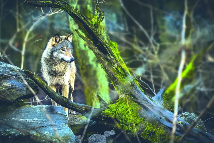 Loup