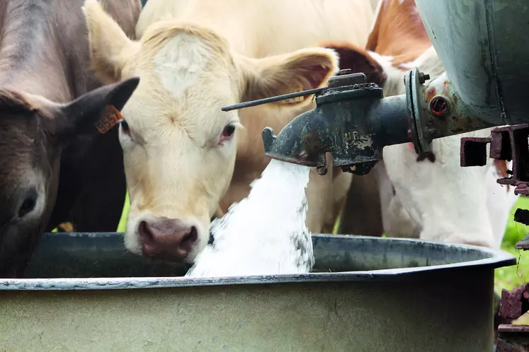 Vaches s'abreuvant