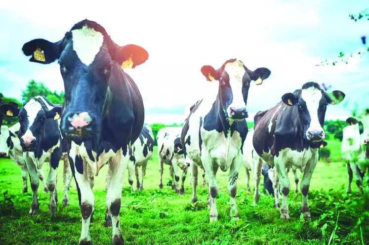 Troupeau de vaches laitières