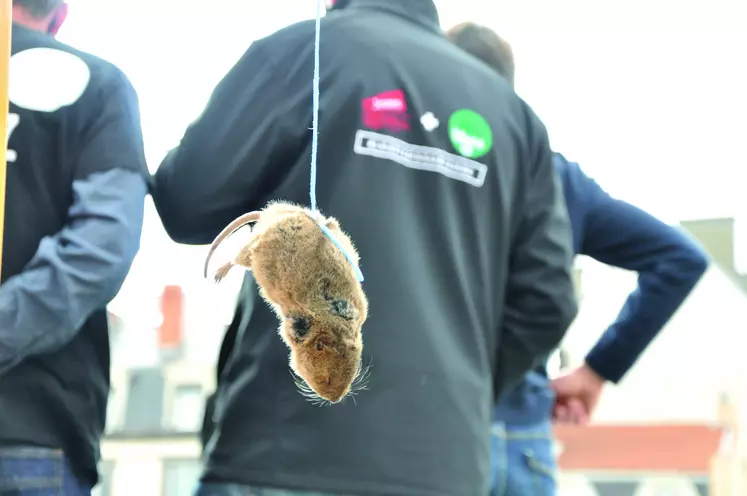 Dans certains territoires du Massif central, caractérisés par des zones volcaniques et une majorité de surfaces de prairies naturelles, les éleveurs observent une présence permanente du ravageur, rendant les phases de basse densité de plus en plus rares. Les dégâts sont donc énormes.