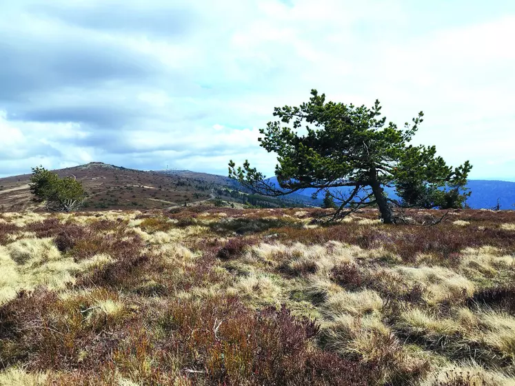 Le prochain Plan Pastoral Territorial sera ouvert sur le territoire du Livradois-Forez dans le second semestre 2023 et accompagnera, entre autres, la reconquête pastorale du Col du Béal.