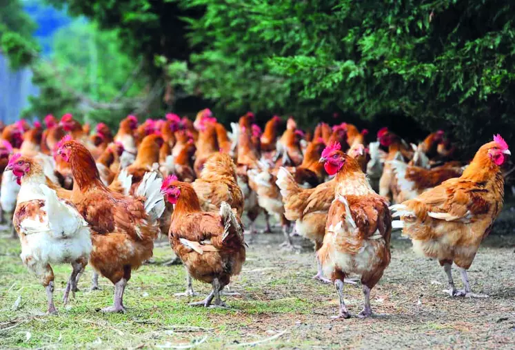 La production de volailles fermières d’Auvergne est un des piliers de l’agriculture régionale.