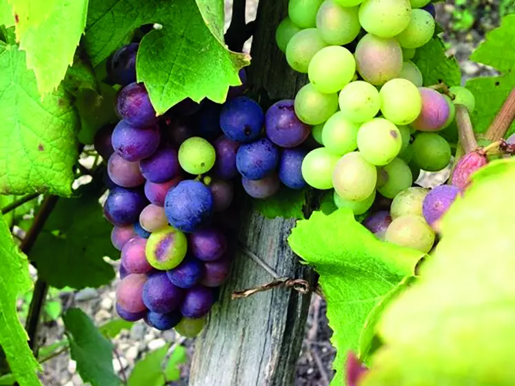 La véraison est bien entamée dans les vignobles du Puy-de-Dôme.