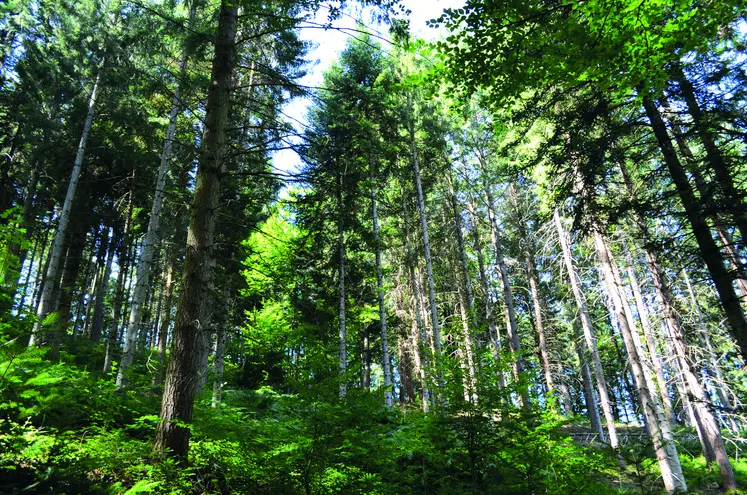 L'uniformisation de la forêt serait un danger à sa résilience face au changement climatique. 