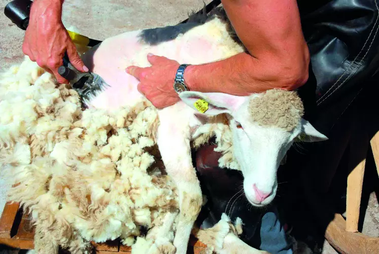 Le prix actuellement payé au producteur pour la laine brute (0,20 €/kg) « ne permet pas de couvrir les frais de tonte », selon le rapport.