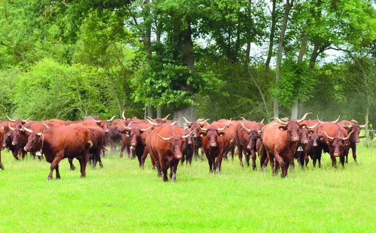 La FCO-8 s'avère inhabituellement virulente. Les éleveurs sont appelés à la vigilance. 