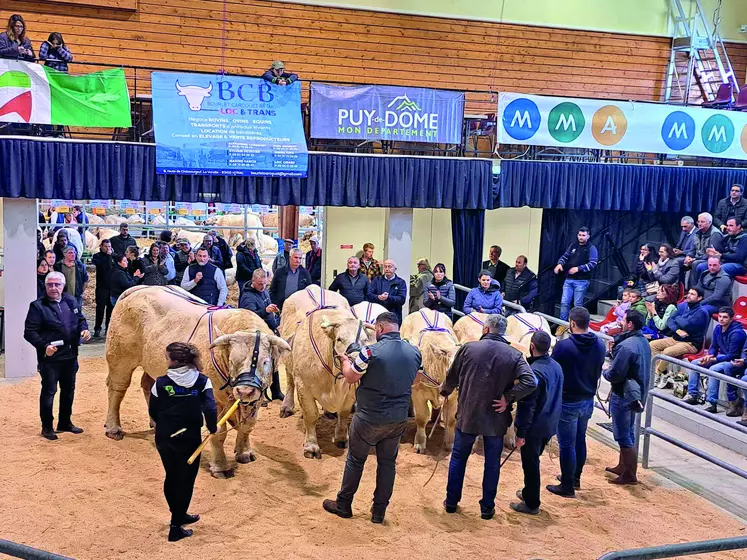 Des éleveurs charolais présentent leurs vaches sur un ring, devant un public.