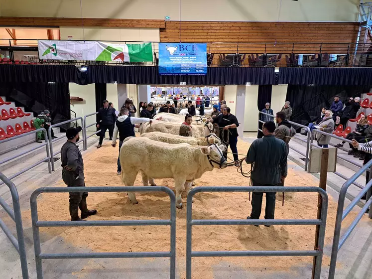 Des éleveurs charolais présentent leurs vaches sur un ring, devant un public.