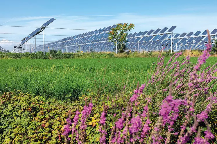 Prairie fleurie couverte par des panneau photovoltaïques sur pieds.