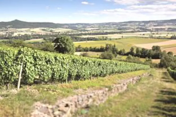 A Boudes, les vignes de Côtes d’Auvergne sont effectivement en pente, ce qui demande aux viticulteurs une technique et des connaissances pointues.