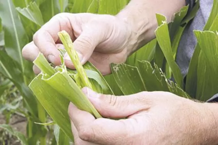 D’ici la fin de cette semaine (ndlr : le 26 juillet), Régis Rougier,
président du syndicat des producteurs de maïs semence estime qu’environ « 50% des surfaces seront castrées ».