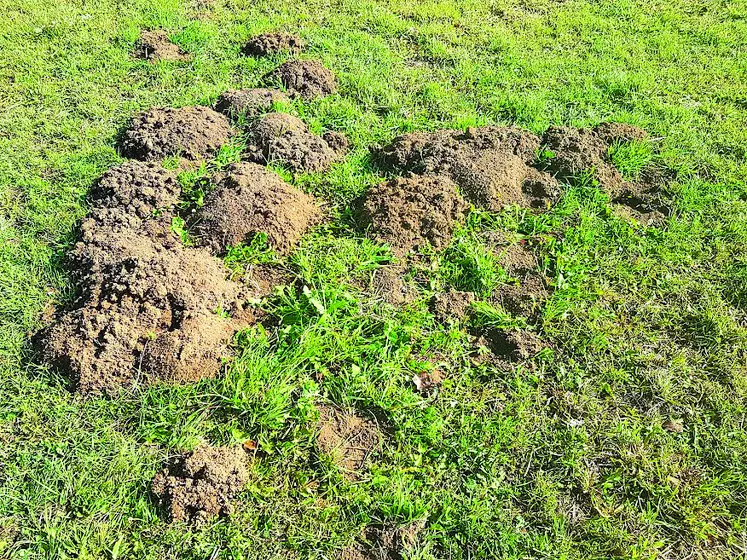 Ravage de campagnols terrestres dans les prairies