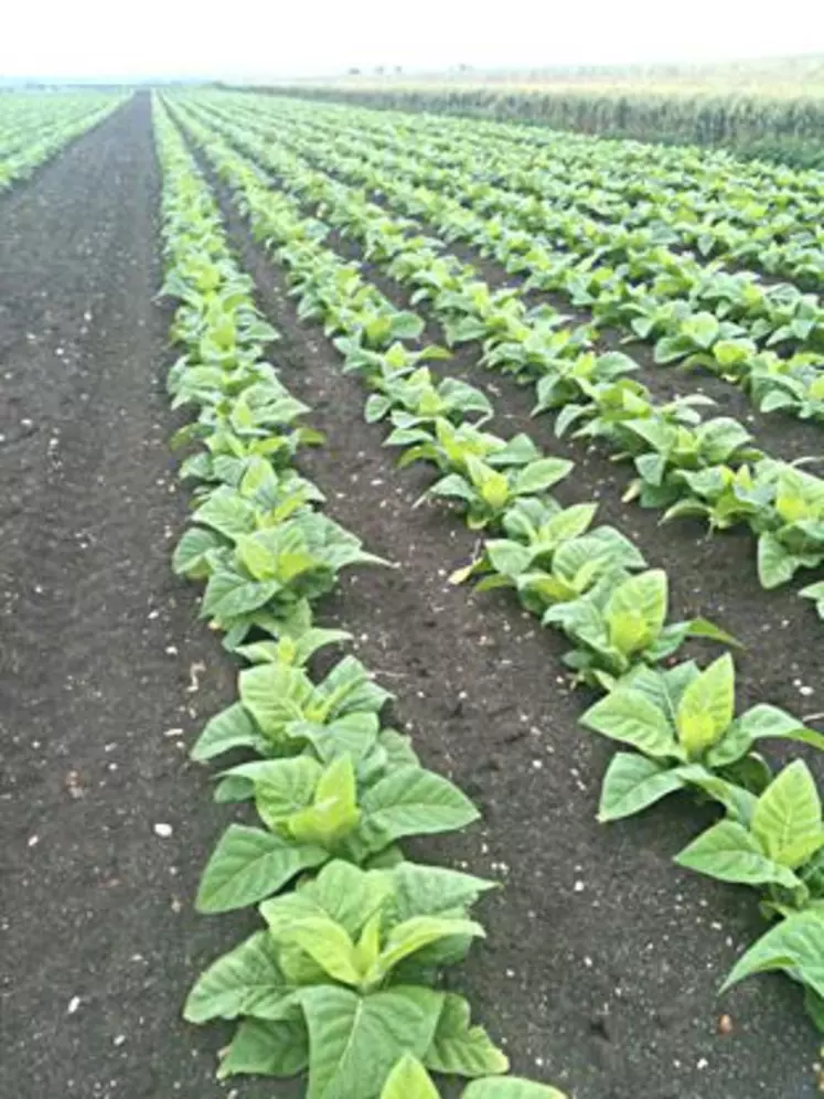 Aujourd’hui, la culture du tabac demande 450 heures de travail à l’hectare soit deux fois moins qu’autrefois.